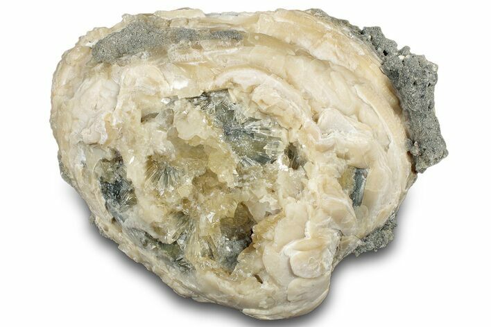 Fossil Clam (Mercenaria) w/ Fluorescent Calcite - Rucks' Pit, FL #300336